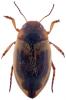 Hydroporus palustris